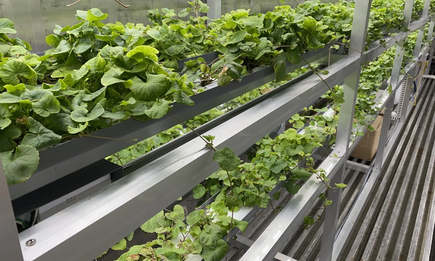 ABioの植物栽培施設